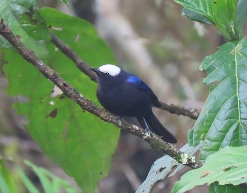 Capped Conebill
