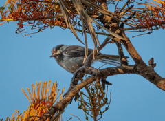 Poecile rufescens
