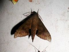 Xylophanes germen