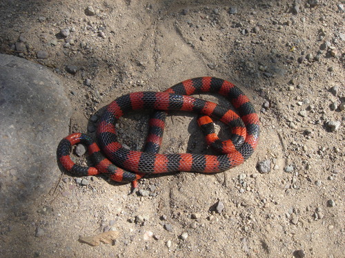 Micrurus browni