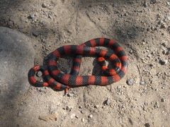 Micrurus nigrocinctus
