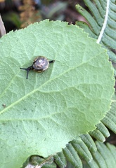 Philonesia hartmanni