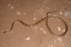 Trimorphodon quadruplex