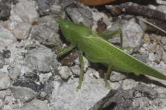 Erioloides