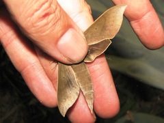 Xylophanes porcus