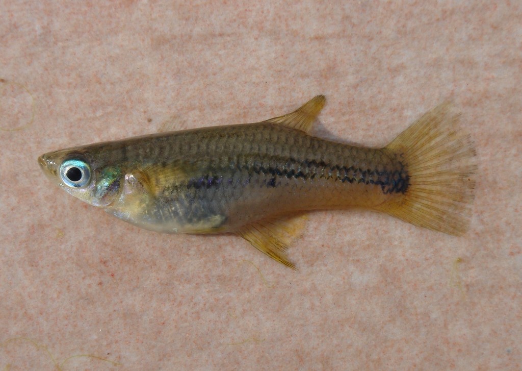 Huber's Knife Livebearer