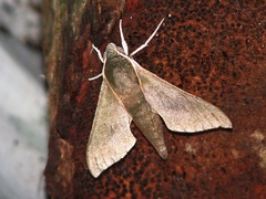 Xylophanes porcus