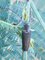 Rhytiphora decipiens