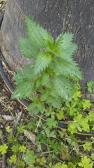Urtica urens