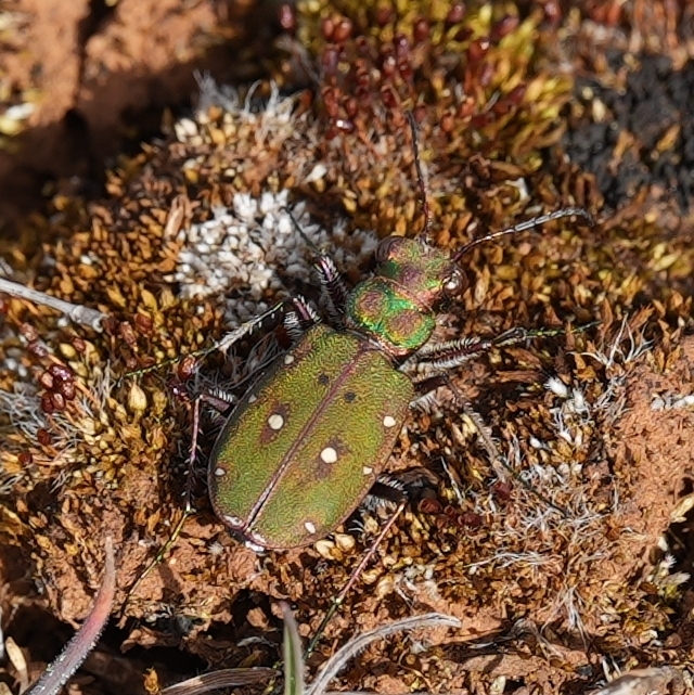 Cicindela maroccana pseudomaroccana