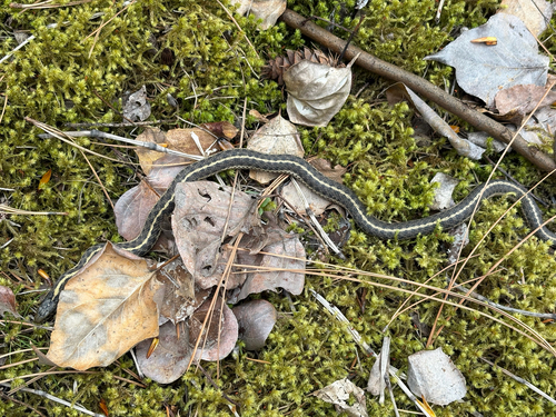 Western Terrestrial Garter Snake observed by struggling_fish_boy