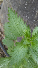 Urtica urens