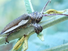 Rhytiphora decipiens