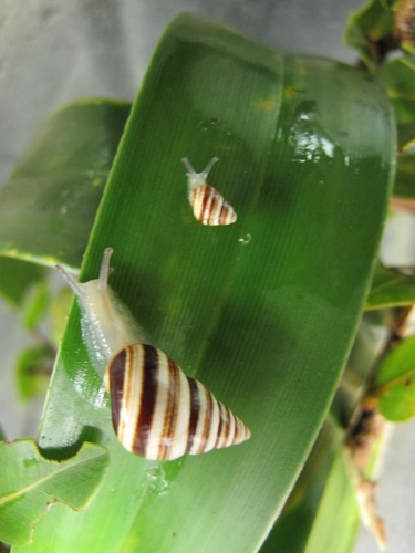 Partulina variabilis observed 2019-02-09