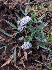 Lomatium gormanii