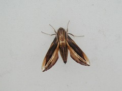 Xylophanes thyelia