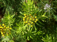 Allagopappus canariensis, photograph (c) Borja Fierro, some rights reserved (CC BY)