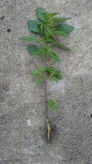 Urtica urens