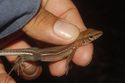 Rainbow Ameiva, Holcosus hartwegi