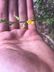 Crotalaria montana