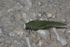 Anaulacomera denticauda