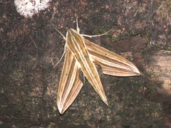 Xylophanes titana