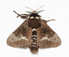 Megalopyge albicollis superba