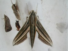 Xylophanes titana