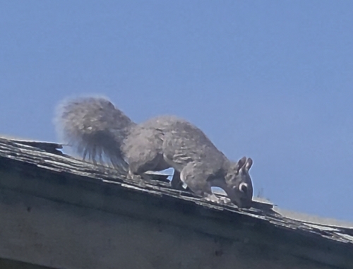 Western Gray Squirrel observed by vermfly