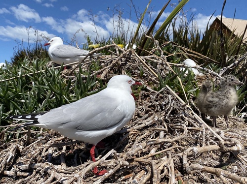 Red-billed Gull｜新西兰红嘴鸥 参考照片