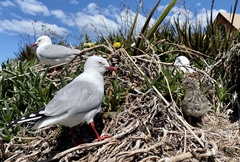 Silver Gull photo 6