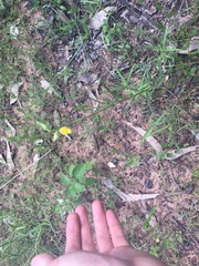 Crotalaria montana