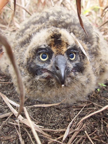 Asio flammeus observed 2017-01-25