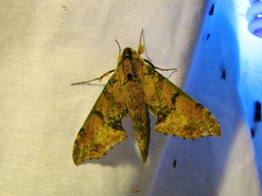 Xylophanes zurcheri