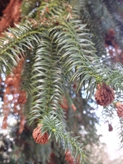Cunninghamia