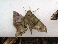 Xylophanes zurcheri
