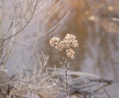 Pluchea odorata odorata