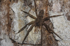 Acanthoctenus