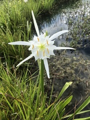 Hymenocallis coronaria