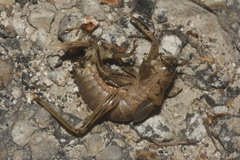 Nesoecia nigrispina