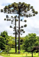 Araucaria angustifolia