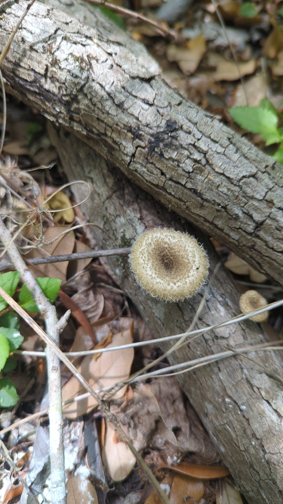 Lentinus crinitus · April 2026 · photo: © miketilley (iNaturalist, cc-by)