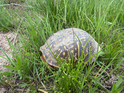 Ornate Box Turtle observed by jakethecrow