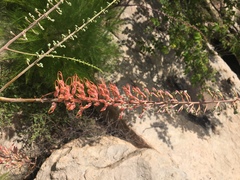 Grevillea dryandri