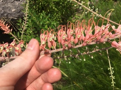 Grevillea dryandri