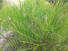 Grevillea dryandri