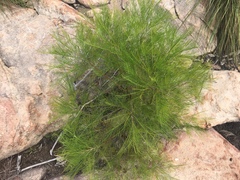 Grevillea dryandri