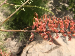 Grevillea dryandri