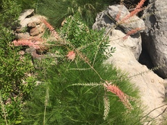 Grevillea dryandri