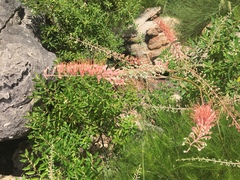 Grevillea dryandri